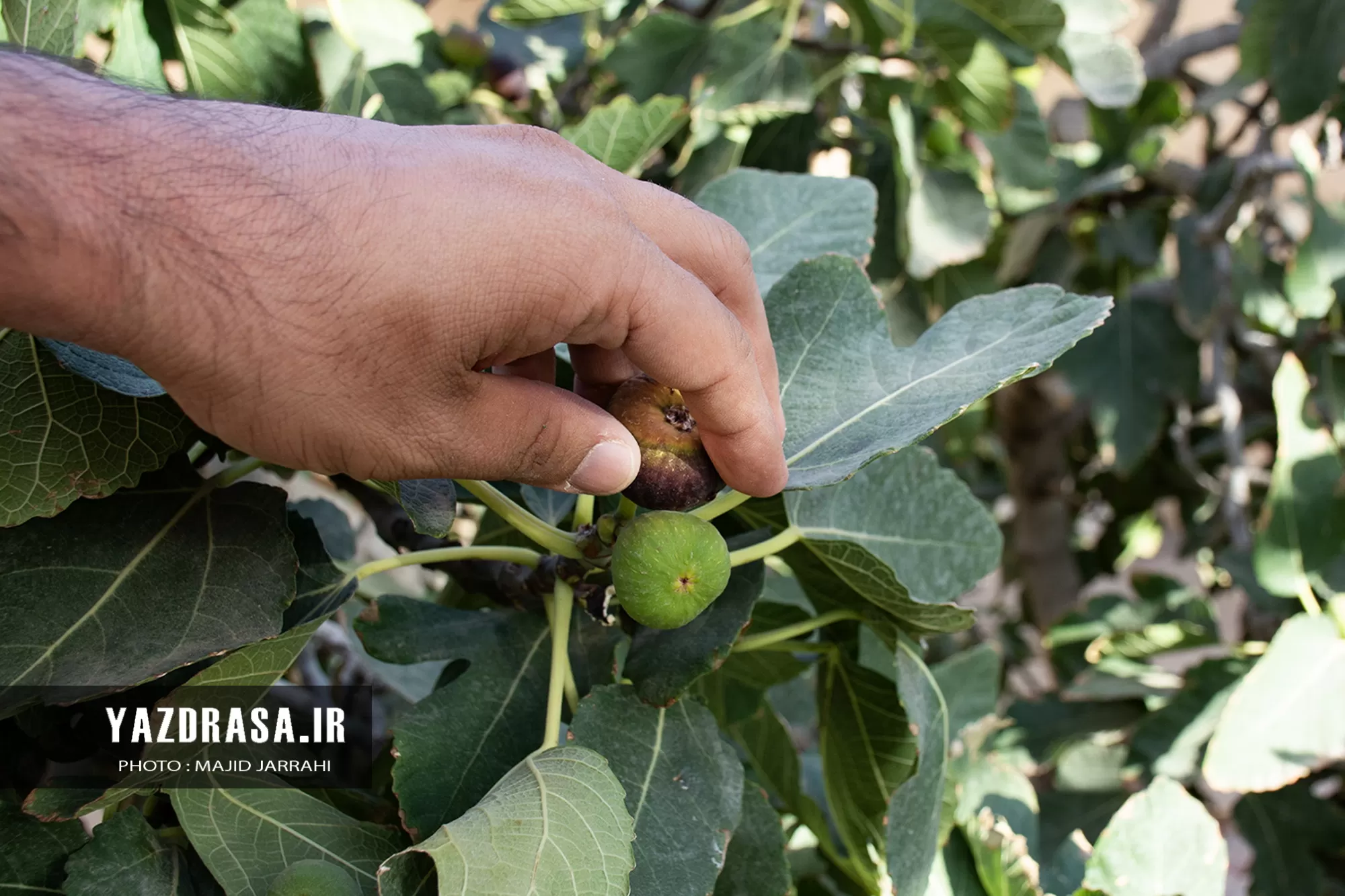 زیلوبافی توسط جوان نابینای میبدی