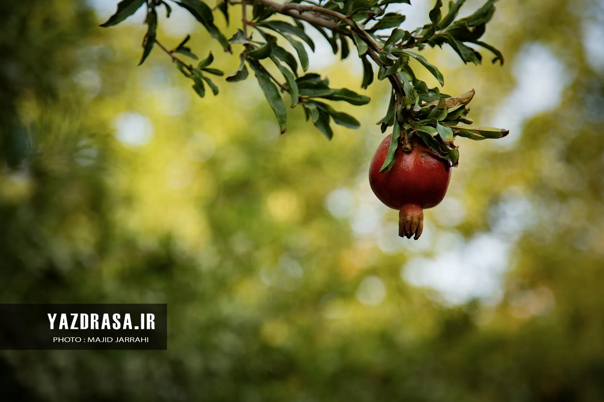 برداشت میوه بهشتی انار از باغات تفت