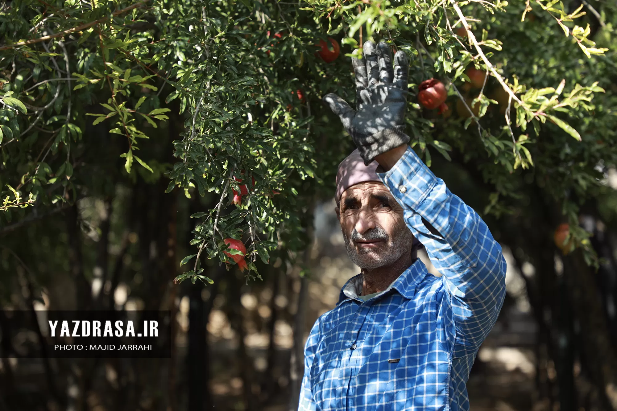 برداشت میوه بهشتی انار از باغات تفت