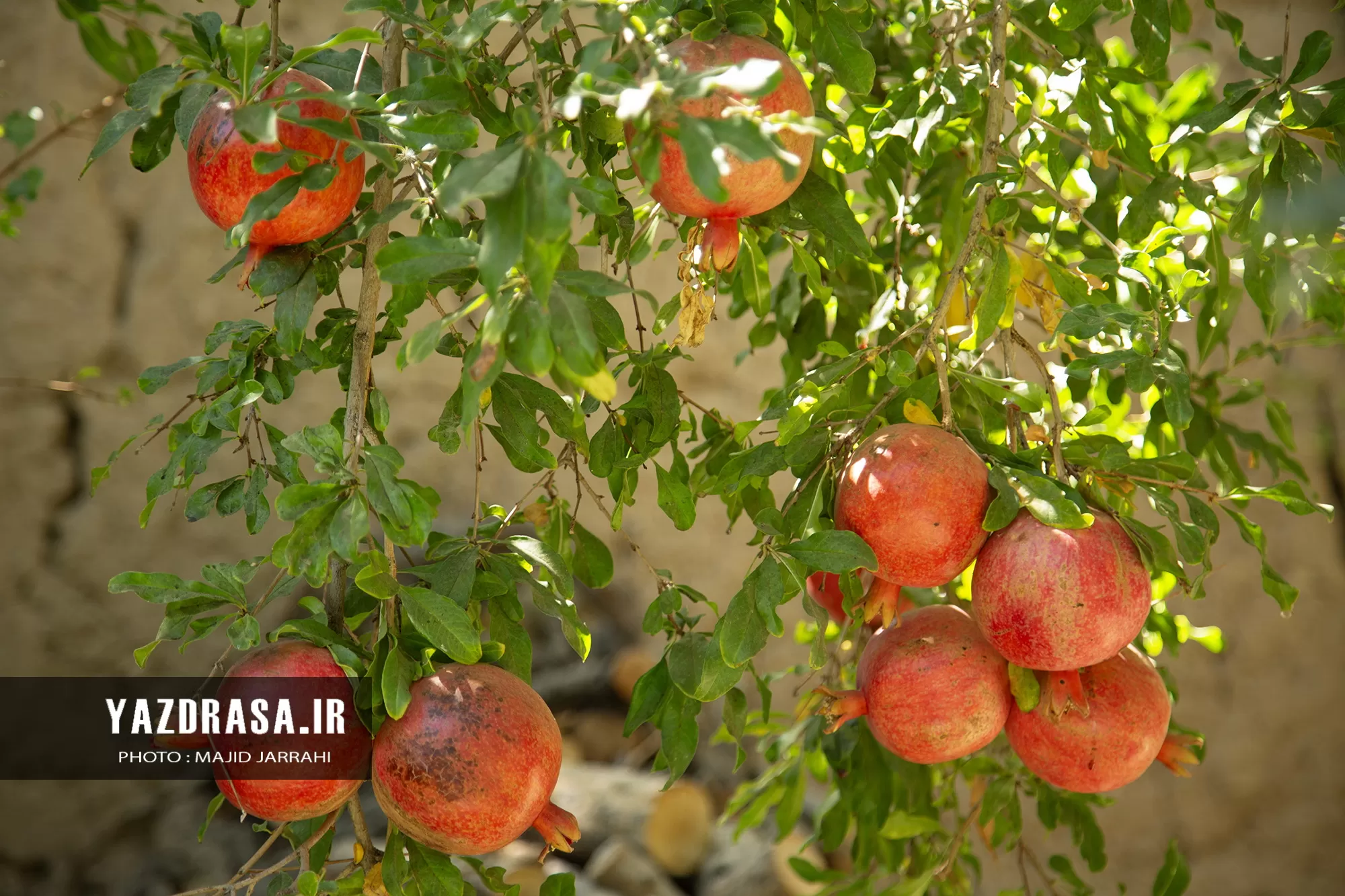 برداشت میوه بهشتی انار از باغات تفت