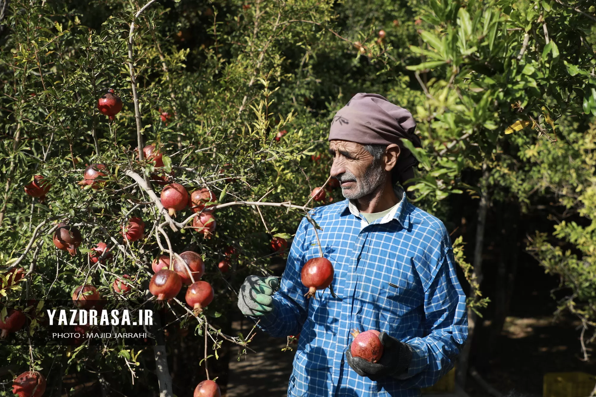 برداشت میوه بهشتی انار از باغات تفت