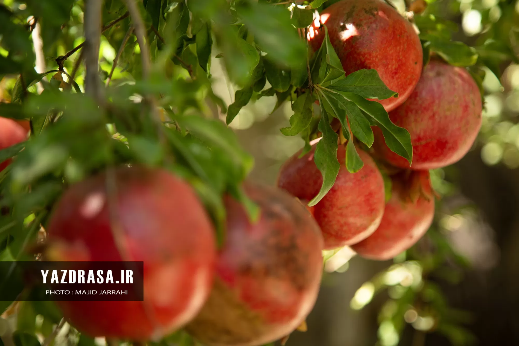 برداشت میوه بهشتی انار از باغات تفت