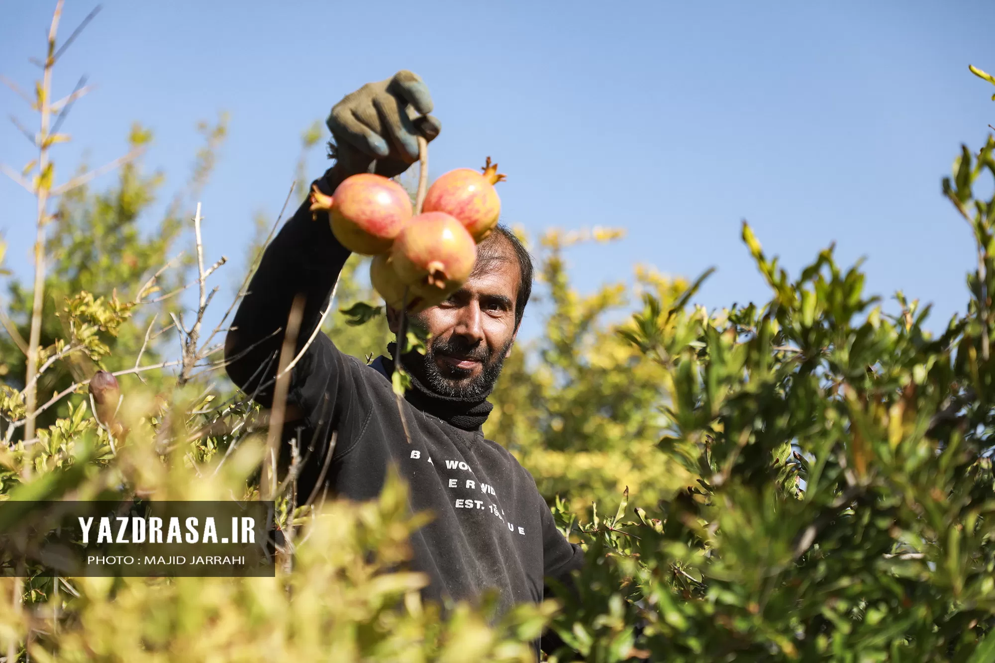 برداشت میوه بهشتی انار از باغات تفت