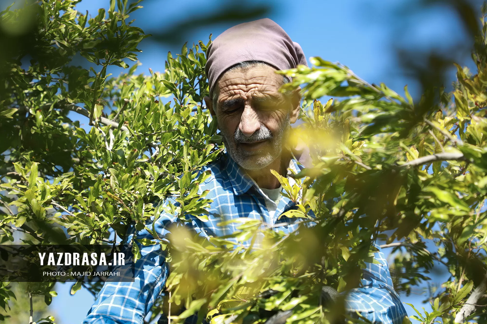 برداشت میوه بهشتی انار از باغات تفت