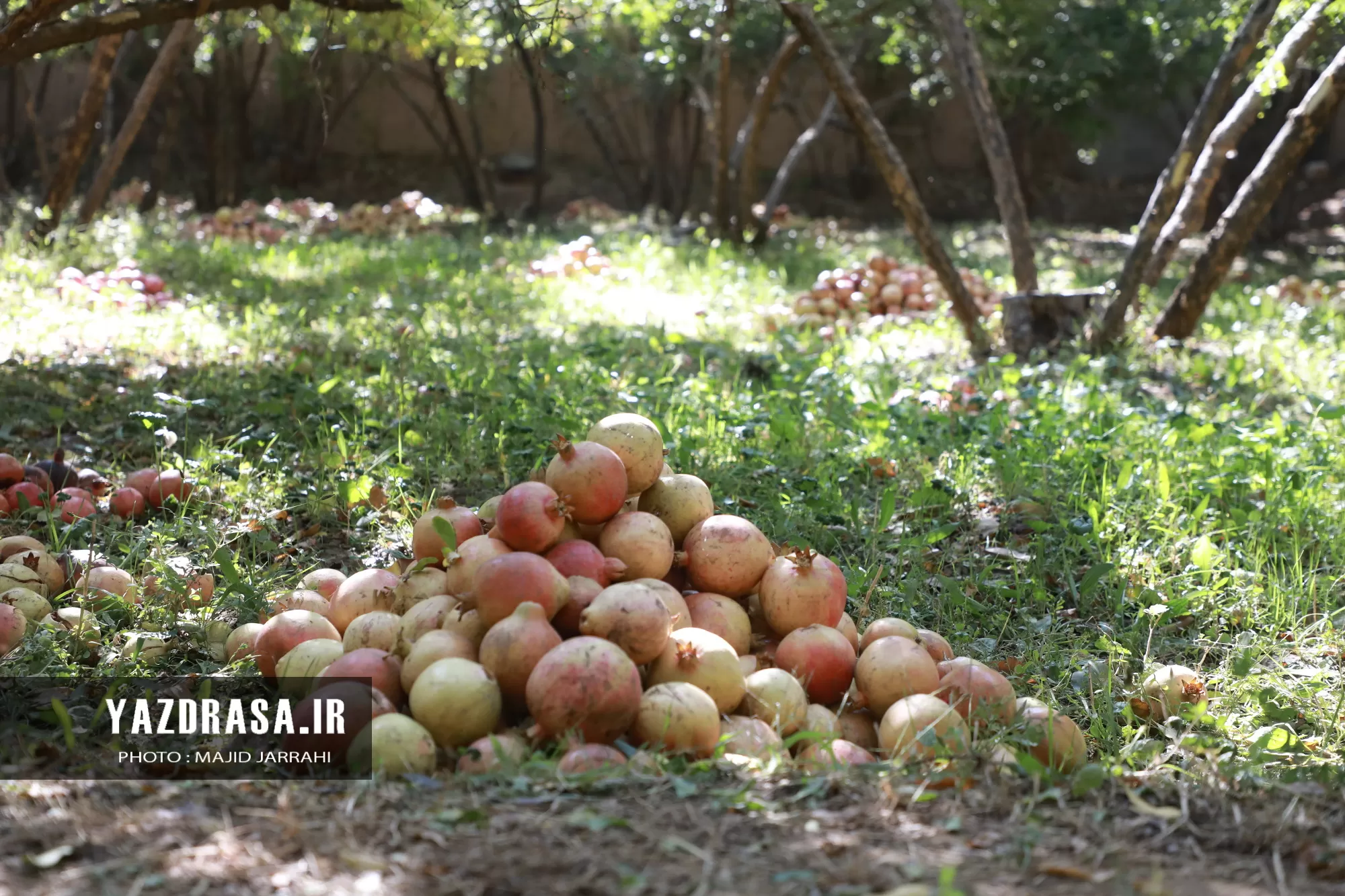 برداشت میوه بهشتی انار از باغات تفت