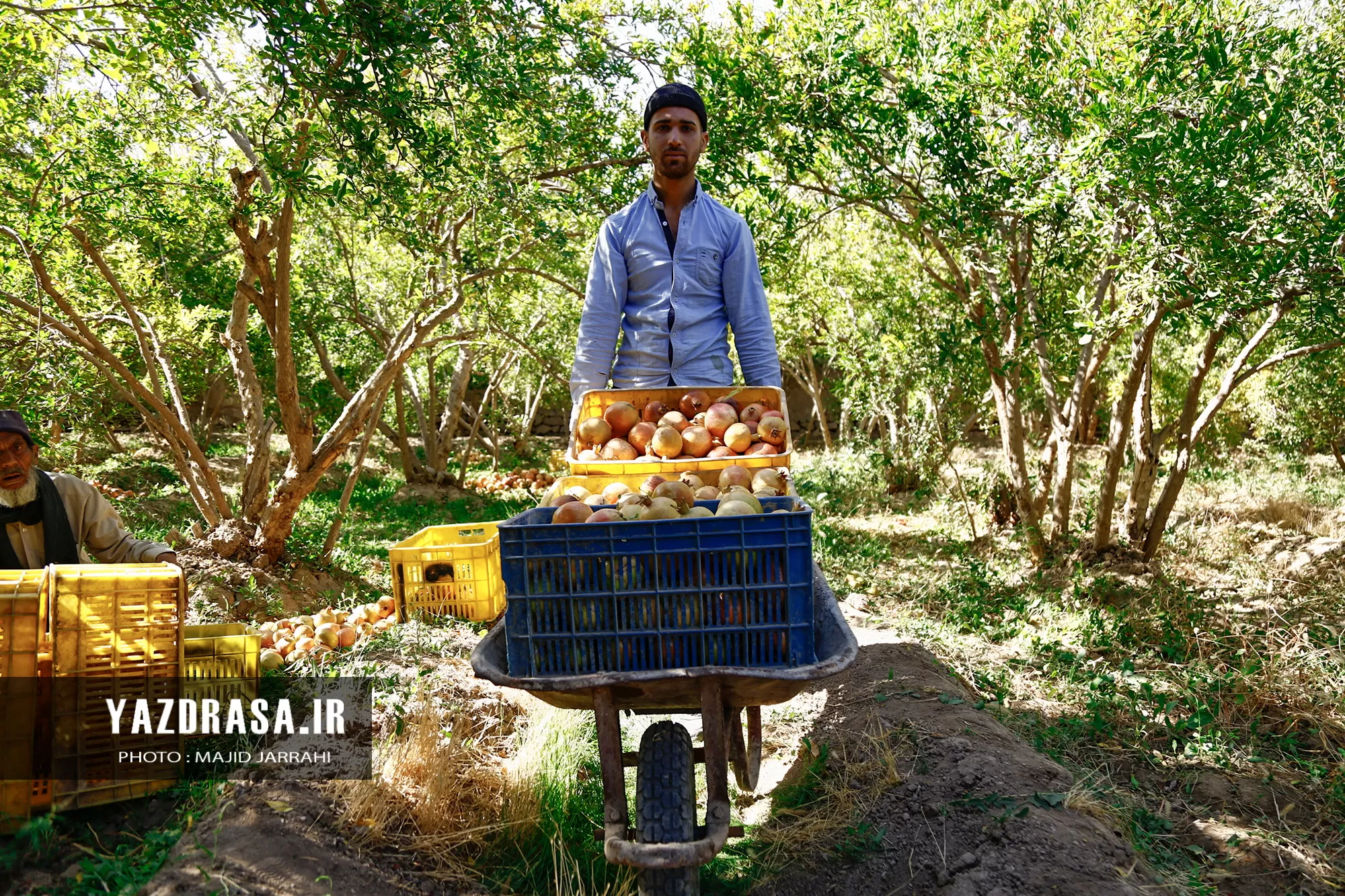 برداشت میوه بهشتی انار از باغات تفت