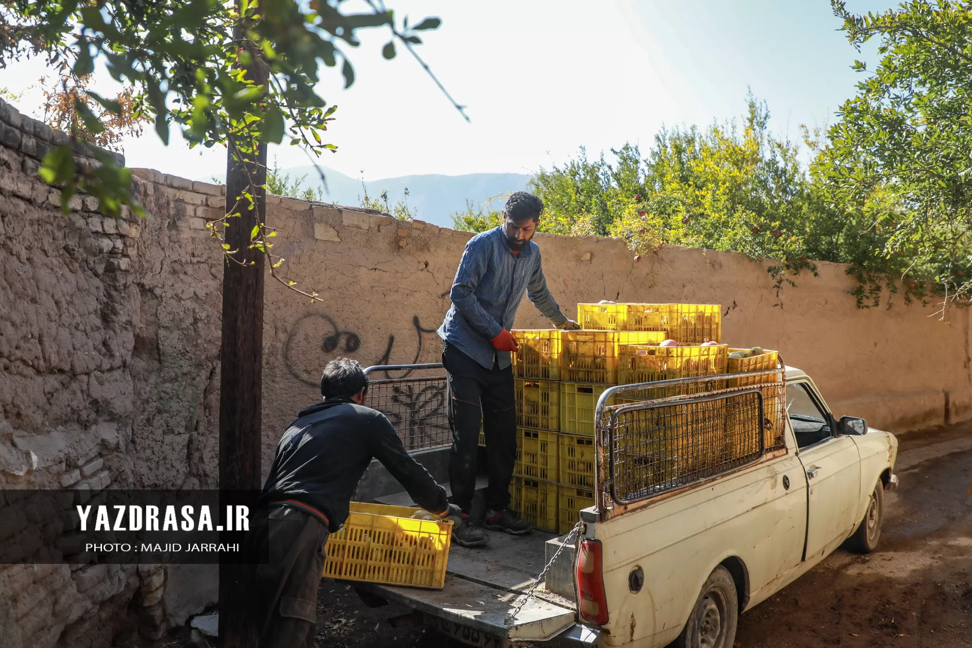 برداشت میوه بهشتی انار از باغات تفت