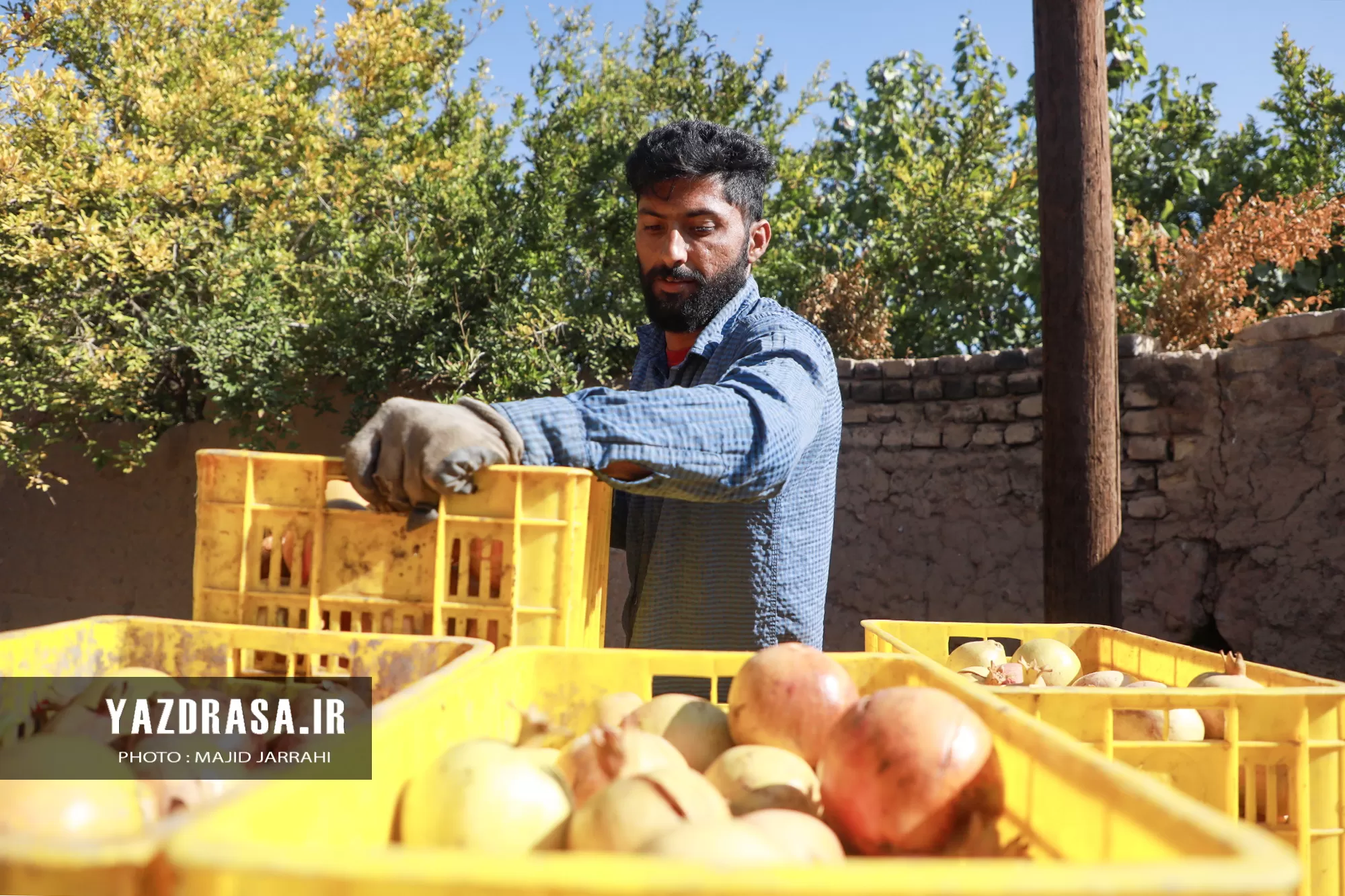 برداشت میوه بهشتی انار از باغات تفت