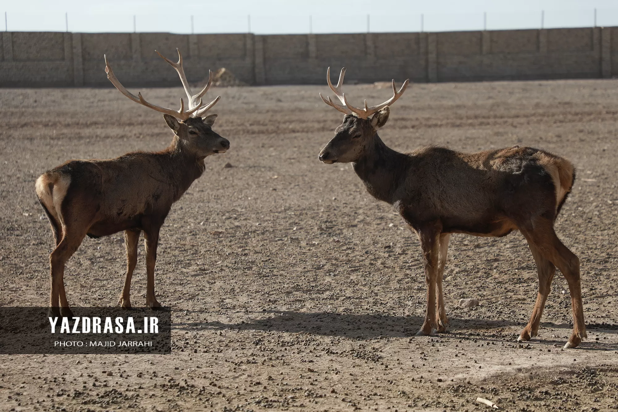 چرای گوزن و آهو در پارک ملی سیاه‌کوه