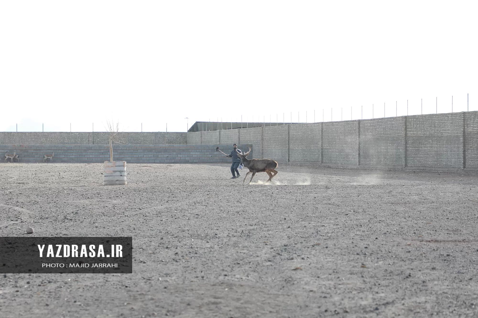 چرای گوزن و آهو در پارک ملی سیاه‌کوه