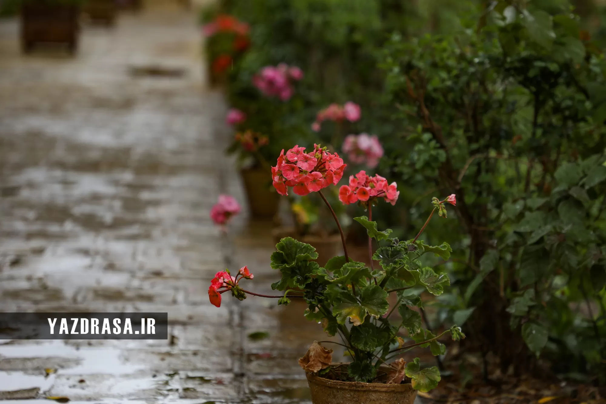 زیبایی باران بهاری در یزد