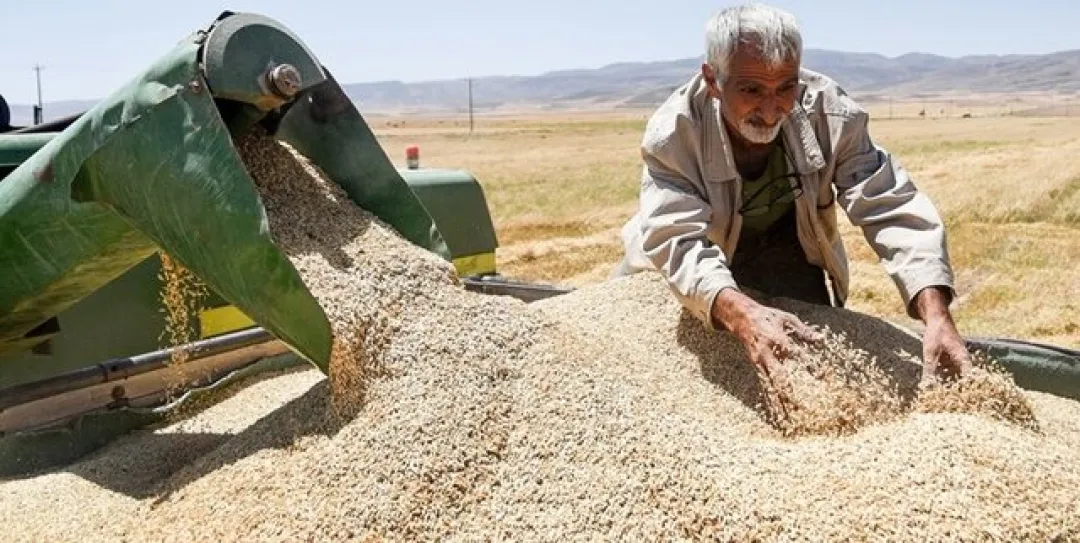 پابرجا بودن مشکل هر ساله گندم‌کاران یزدی