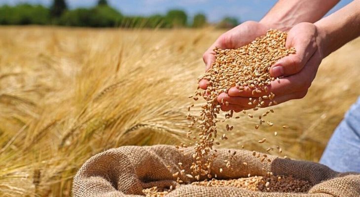 آغاز خرید تضمینی گندم در استان یزد