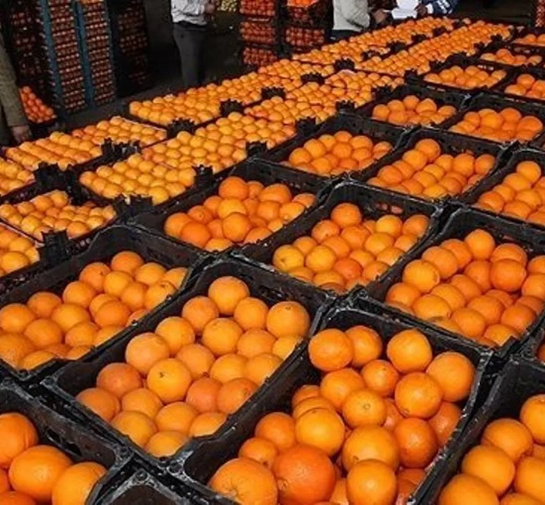 ذخیره‌سازی ۱۲۰۰ تن میوه برای نوروز یزدی‌ها